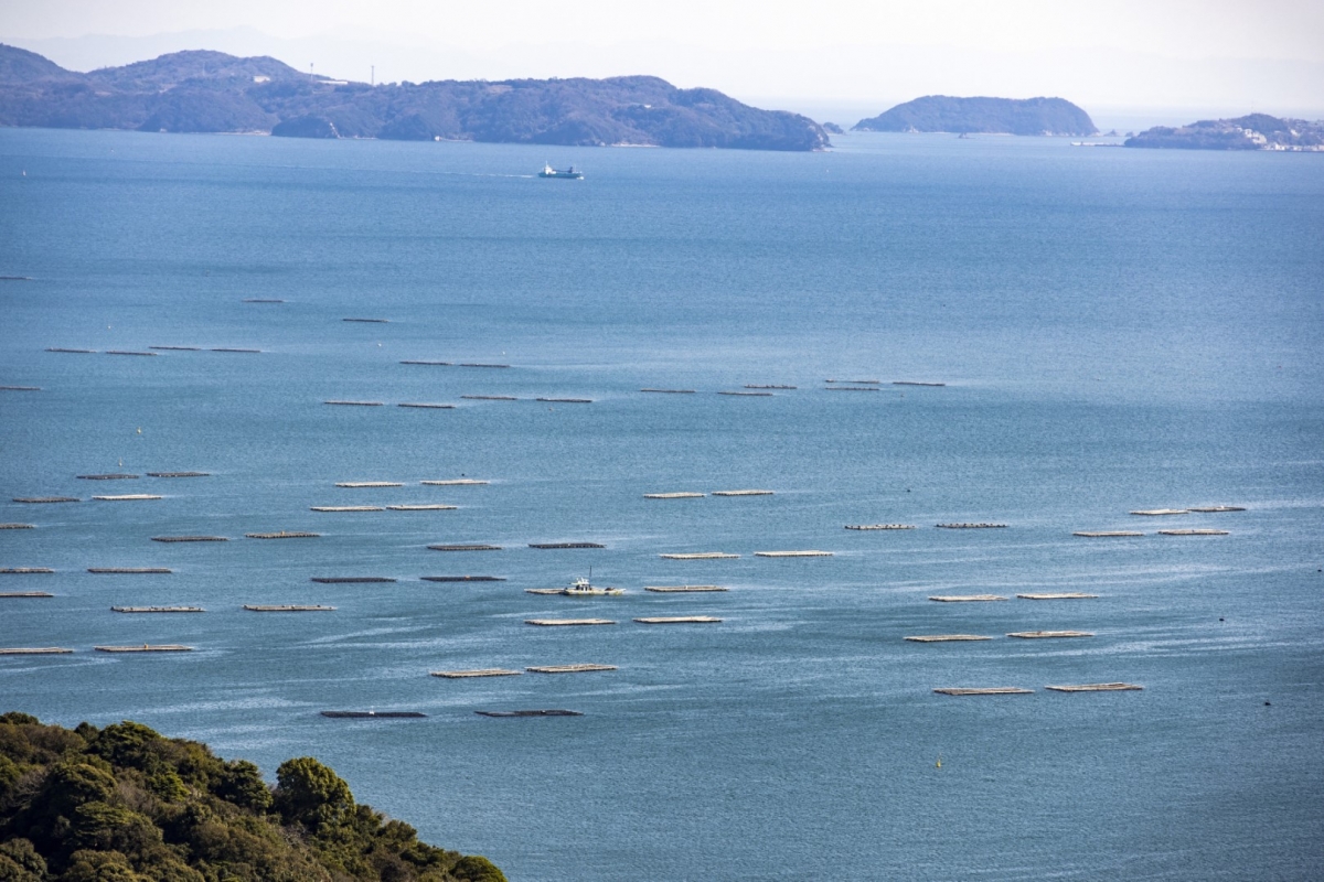 （有限会社大河水産）イカダ遠景