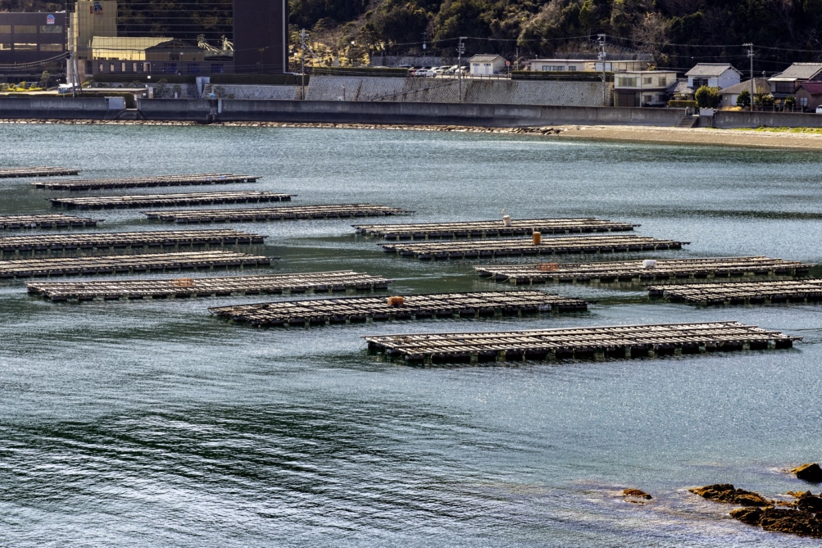 （有限会社大河水産）イカダ近景