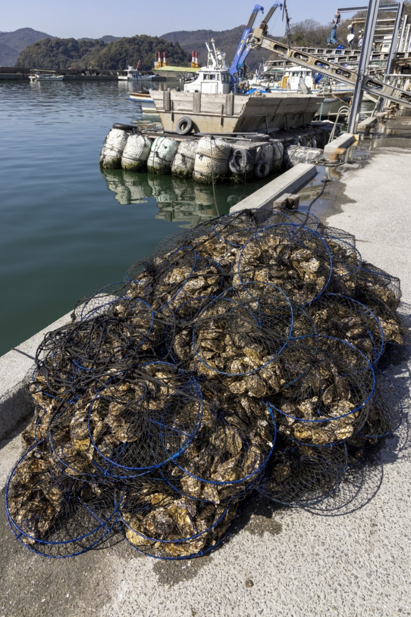 （有限会社大河水産）牡蠣