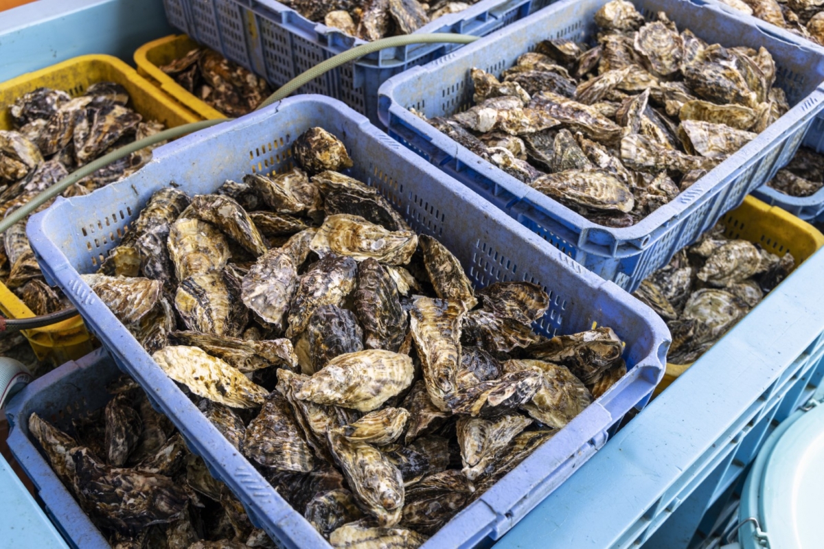 （有限会社大河水産）牡蠣