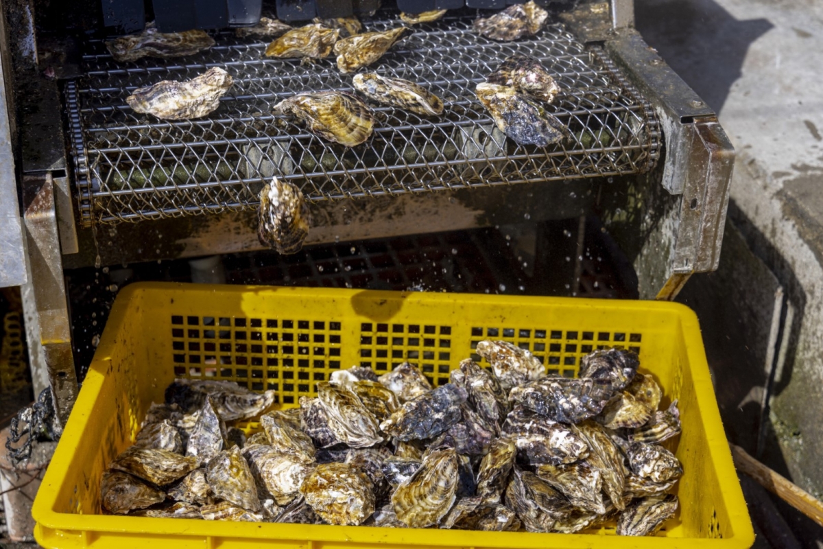 （有限会社大河水産）加工場