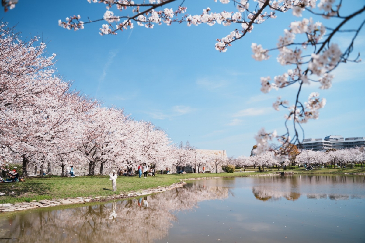 桜（赤穂城跡2023.04.01）