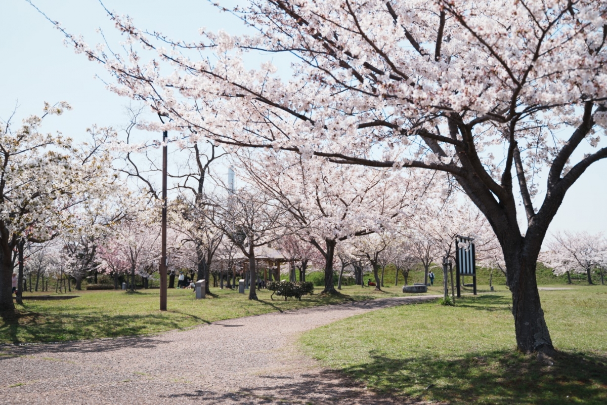 桜（赤穂城跡2023.04.01）