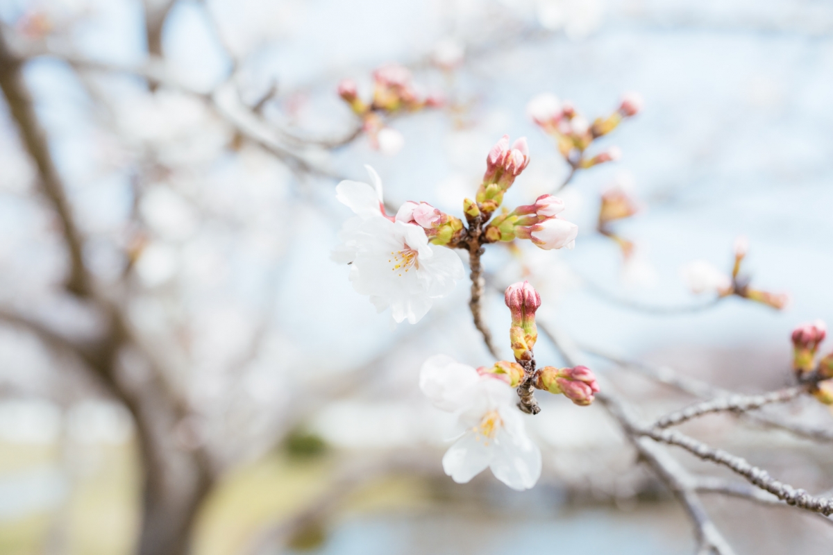 桜の写真